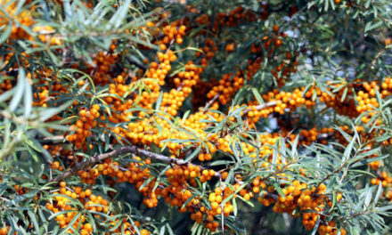 Despre beneficiile catinei