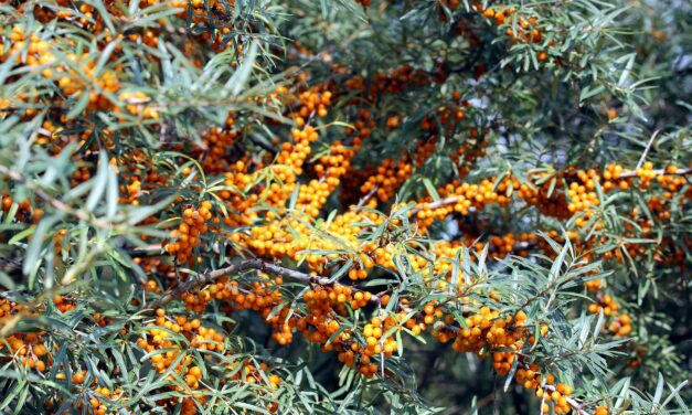 Despre beneficiile catinei