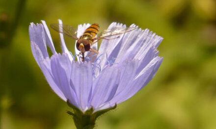Ficat sanatos cu ceai de cicoare
