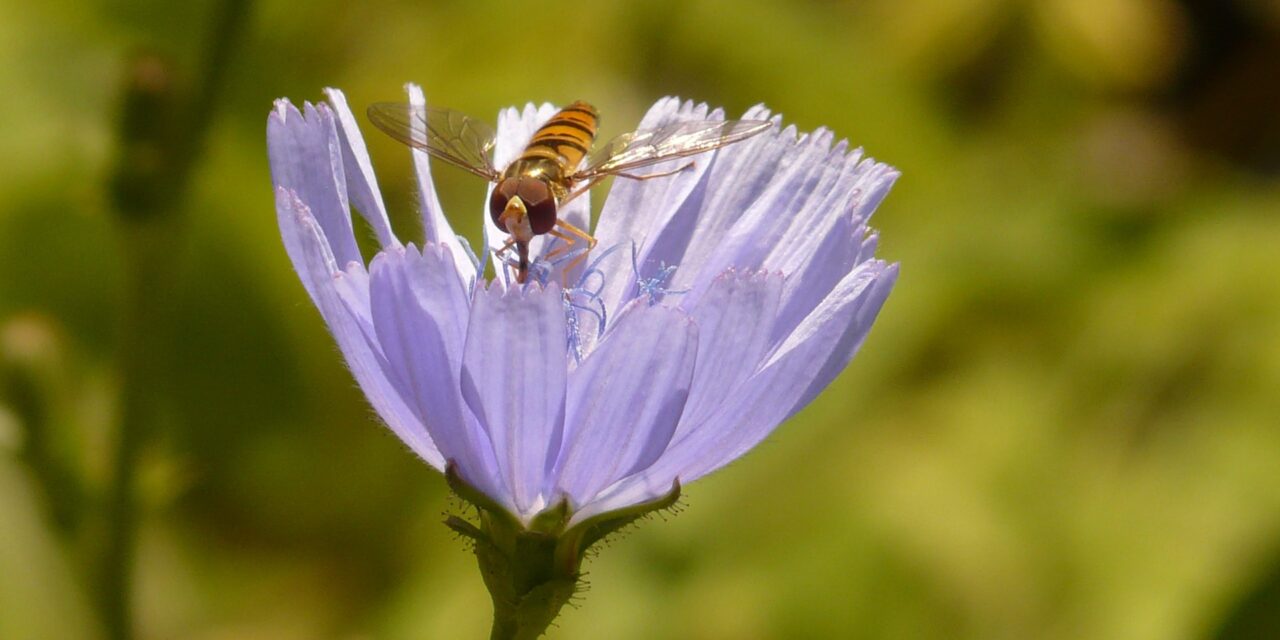 Ficat sănătos în mod natural: cum te ajută ceaiul de cicoare și când merită să-l bei