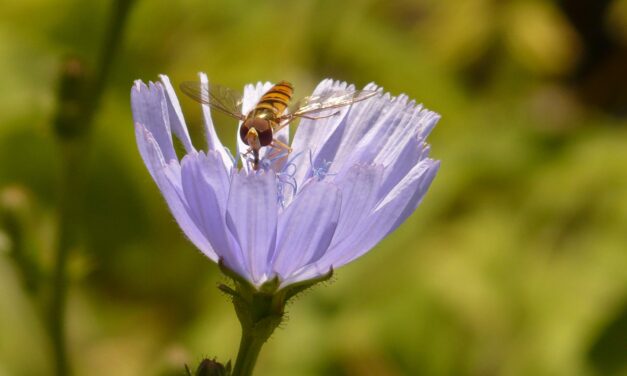 Ficat sănătos în mod natural: cum te ajută ceaiul de cicoare și când merită să-l bei