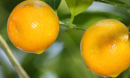 Ingrijirea lamaiului