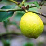 Lămâiul în apartament: ghid simplu și practic pentru îngrijire corectă și fructe reale