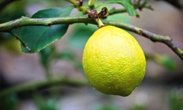 Lămâiul în apartament: ghid simplu și practic pentru îngrijire corectă și fructe reale