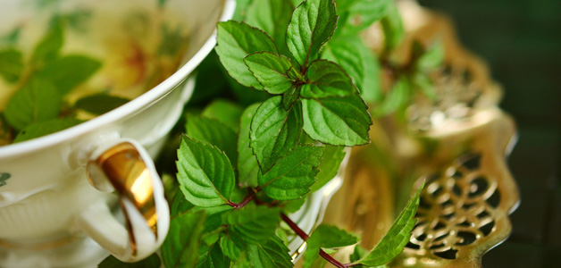 menta