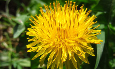 Beneficiile papadiei pentru sanatate