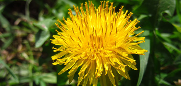 Beneficiile papadiei pentru sanatate