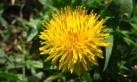 Beneficiile păpădiei pentru sănătate: cum o consumi și la ce să fii atent