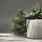 Beneficiile plantelor de apartament: cum îți fac casa mai plăcută și mai sănătoasă