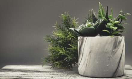 Beneficiile plantelor de apartament: cum îți fac casa mai plăcută și mai sănătoasă