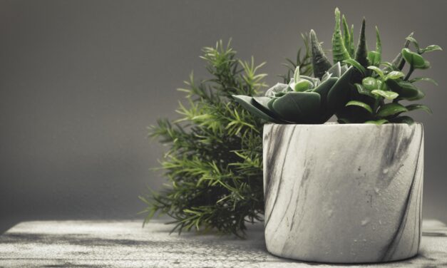 Beneficiile plantelor de apartament: cum îți fac casa mai plăcută și mai sănătoasă