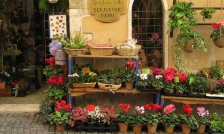 Beneficiile plantelor de apartament