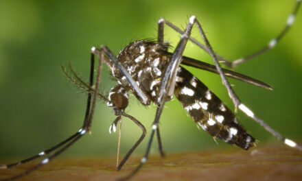 Cum sa scapi de tantari prin metode naturiste